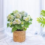 Giỏ Cẩm Tú Cầu Hoàng Gia 018