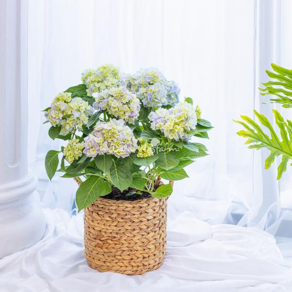 Giỏ Cẩm Tú Cầu Hoàng Gia 018