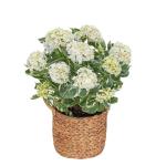 Giỏ Cẩm Tú Cầu Hoàng Gia 018