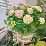 Giỏ Cẩm Tú Cầu Hoàng Gia 018