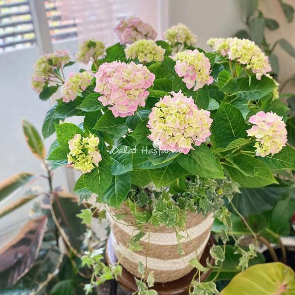 Giỏ Cẩm Tú Cầu Hoàng Gia 018