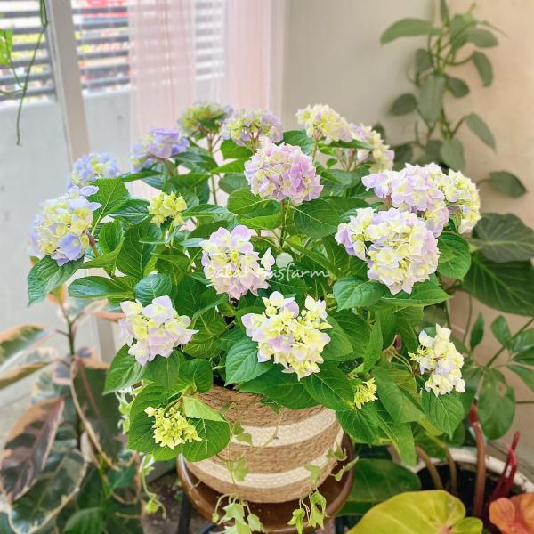 Giỏ Cẩm Tú Cầu Hoàng Gia 018