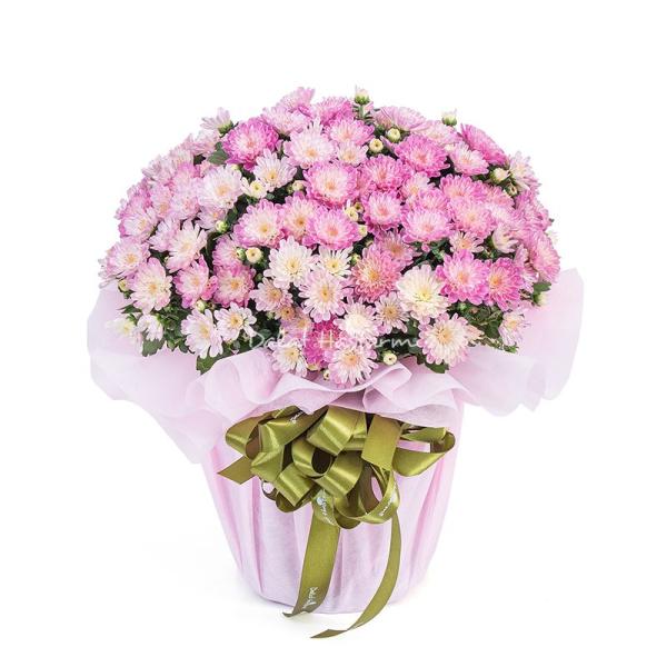 Chậu Giấy Gói Hoa Cúc Hoàn Cầu 104