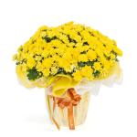 Chậu Giấy Gói Hoa Cúc Hoàn Cầu 104