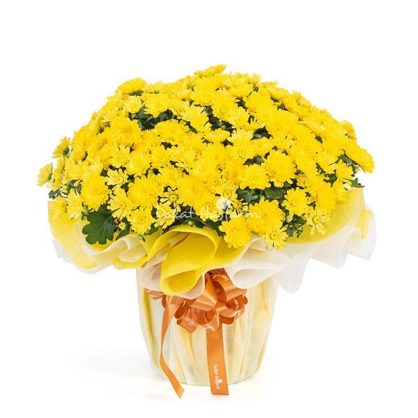 Chậu Giấy Gói Hoa Cúc Hoàn Cầu 104