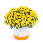 Chậu Sứ Hoa Cúc Hoàn Cầu 105