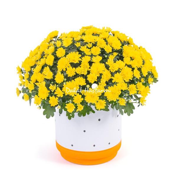 Chậu Sứ Hoa Cúc Hoàn Cầu 105