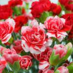 Giỏ Hoa Món Quà Hạnh Phúc 215