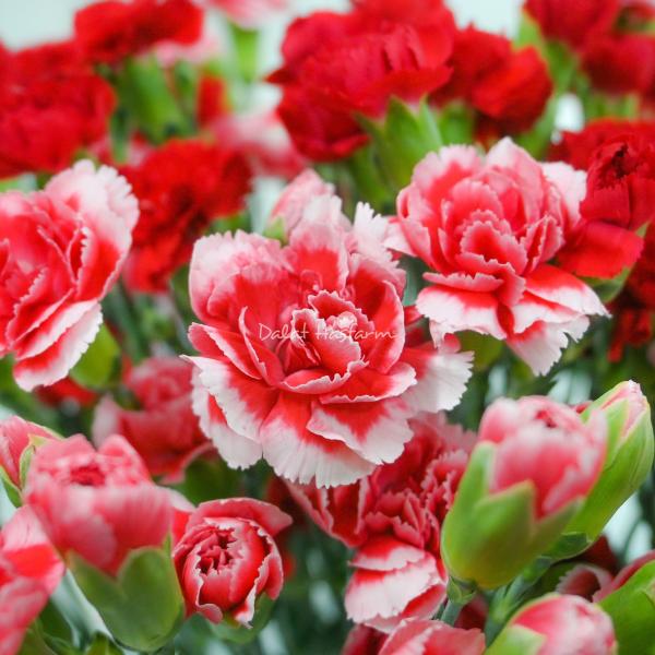 Giỏ Hoa Món Quà Hạnh Phúc 215