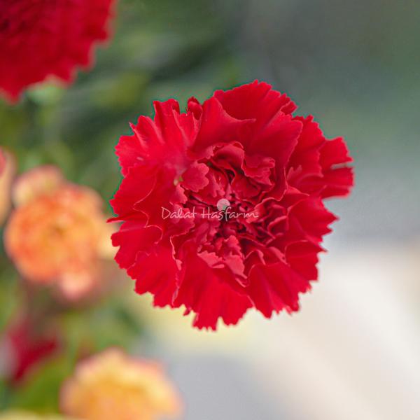 Bó Hoa Món Quà Hạnh Phúc 598