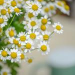 Bó Hoa Tinh Khôi 034