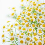 Bó Hoa Tinh Khôi 034