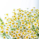 Bó Hoa Tinh Khôi 034