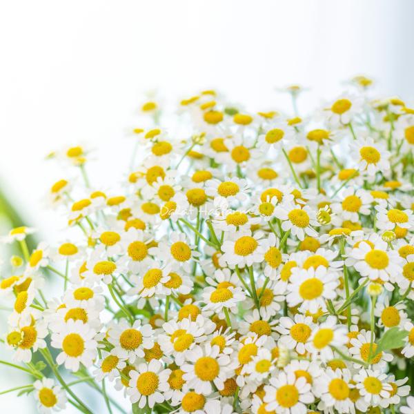 Bó Hoa Tinh Khôi 034