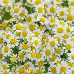 Bó Hoa Tinh Khôi 034