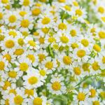 Bó Hoa Tinh Khôi 034