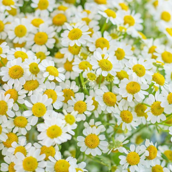 Bó Hoa Tinh Khôi 034