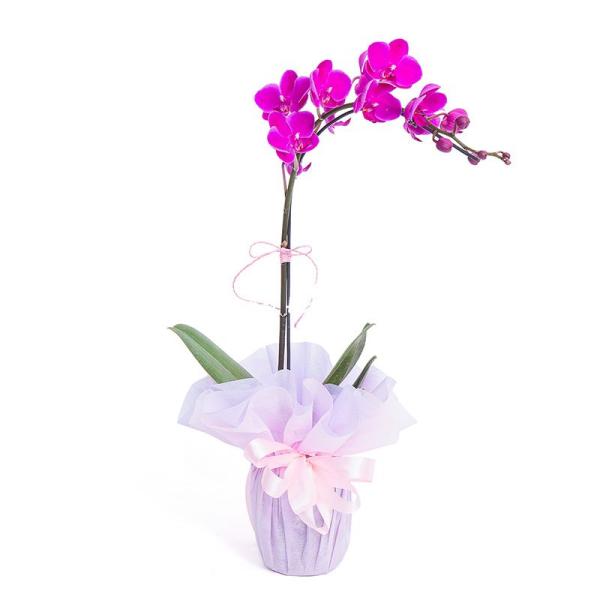 Chậu Lan Hồ Điệp Thanh Tú 031