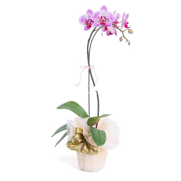 Chậu Lan Hồ Điệp Thanh Tú 031