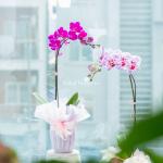 Chậu Lan Hồ Điệp Thanh Tú 031