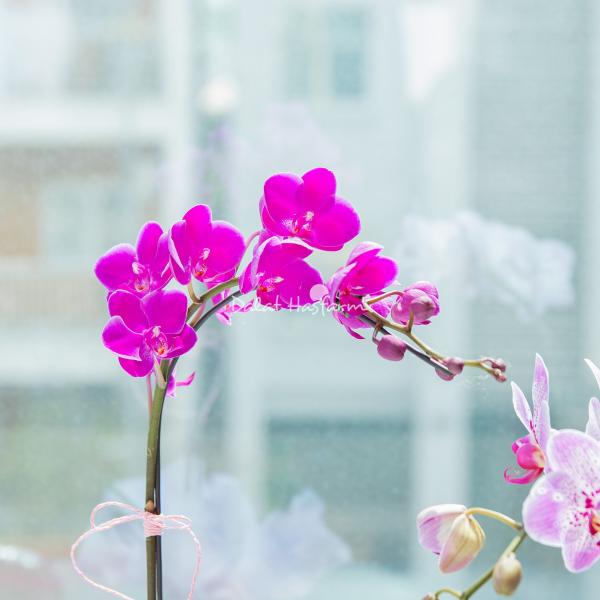 Chậu Lan Hồ Điệp Thanh Tú 031