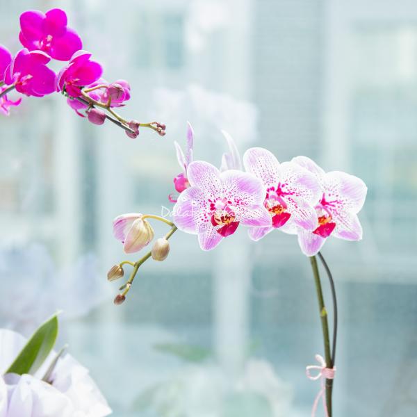 Chậu Lan Hồ Điệp Thanh Tú 031