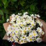 Bó Hoa Cúc Họa Mi Thuần Khiết 600