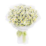 Bó Hoa Cúc Họa Mi Thuần Khiết 601