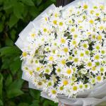 Bó Hoa Cúc Họa Mi Thuần Khiết 601