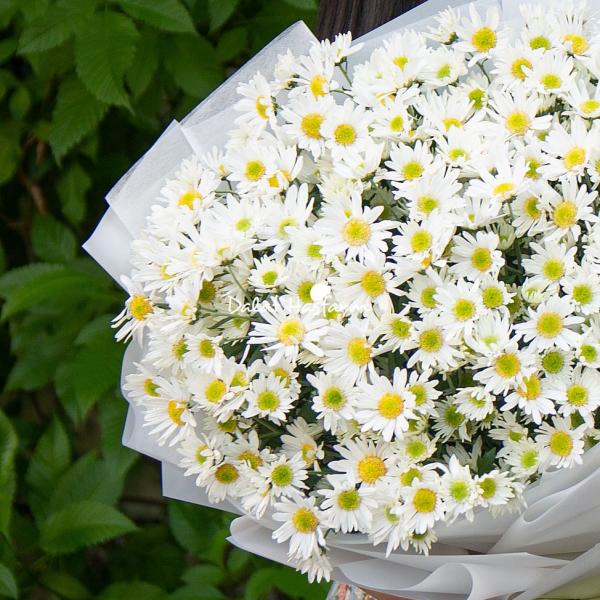 Bó Hoa Cúc Họa Mi Thuần Khiết 601