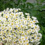 Bó Hoa Cúc Họa Mi Thuần Khiết 601