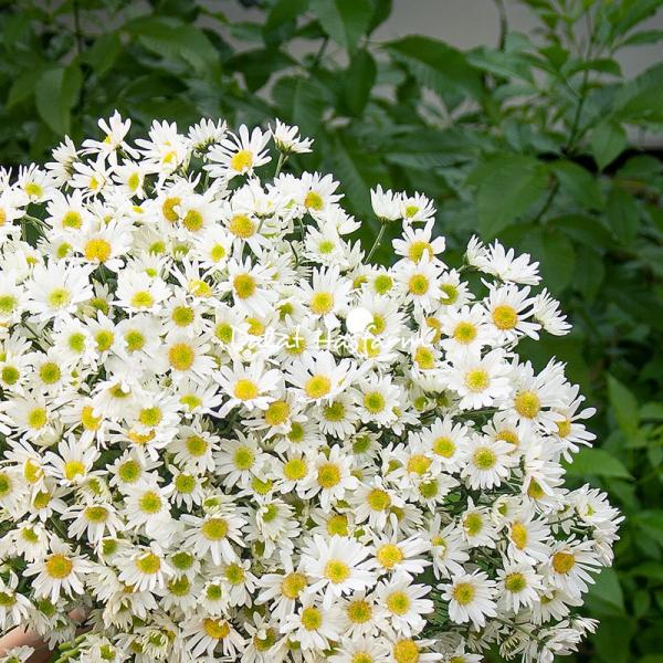 Bó Hoa Cúc Họa Mi Thuần Khiết 601