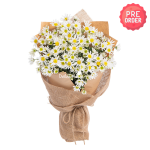 Bó Hoa Cúc Họa Mi Thuần Khiết 600