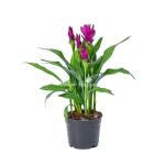 Chậu Cây Khương Hoàng Hoa