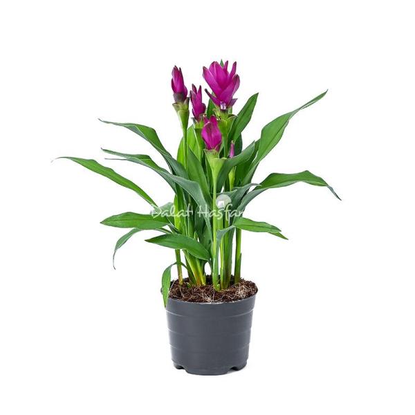 Chậu Cây Khương Hoàng Hoa