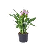 Chậu Cây Khương Hoàng Hoa