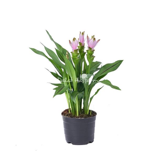 Chậu Cây Khương Hoàng Hoa