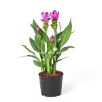 Chậu Cây Khương Hoàng Hoa