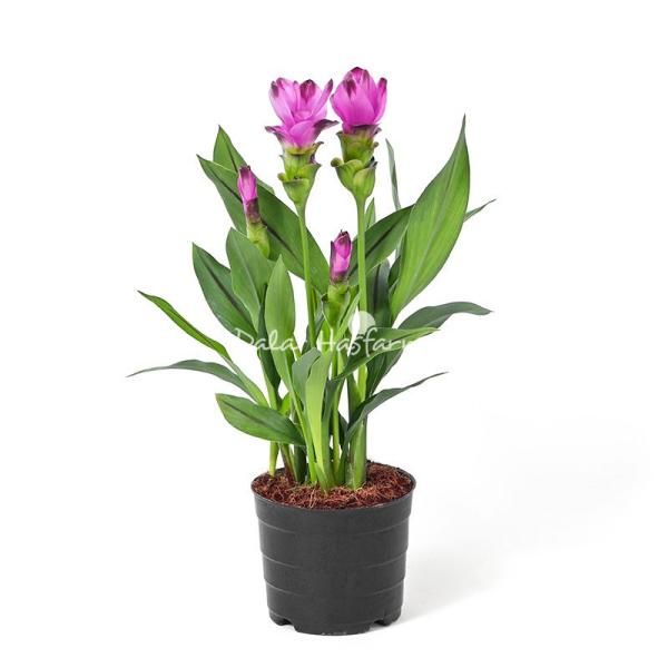 Chậu Cây Khương Hoàng Hoa Mix