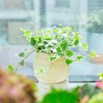 Chậu Cây Nguyệt Quế 040