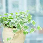 Chậu Cây Nguyệt Quế 040