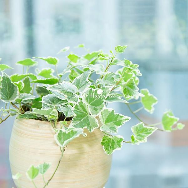 Chậu Cây Nguyệt Quế 040