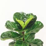 Chậu Cây Xanh Thiết Kế 001