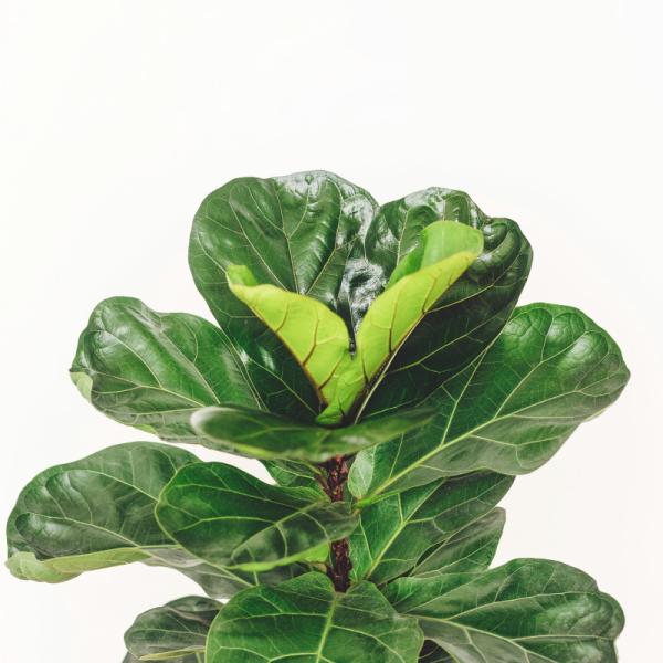 Chậu Cây Xanh Thiết Kế 001