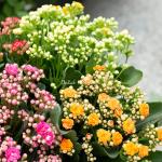 Chậu Hoa Thiết Kế Trường Thọ 123