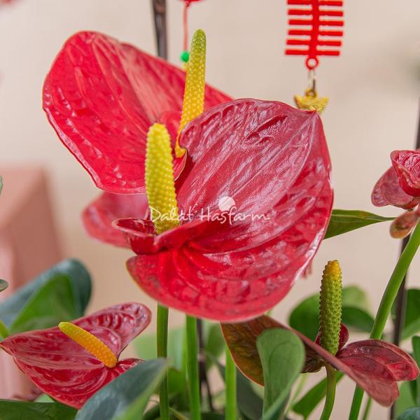 Chậu Cây Thiết Kế Nồng Ấm 018