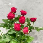 Chậu Hoa Thiết Kế Yêu Thương 107