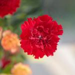 Bó Hoa Món Quà Hạnh Phúc 354