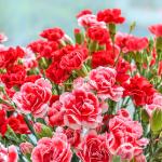 Bó Hoa Hạnh Phúc 232