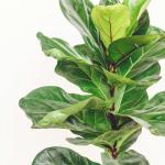 Chậu Cây Xanh Thiết Kế 001